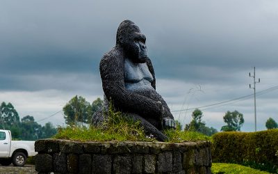 Rwanda fights for the mountain gorilla: ex-poacher village and Dian Fossey research centre continue conservation work